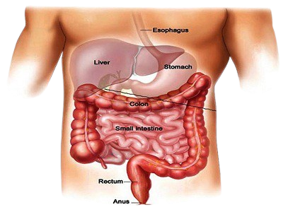 Gastrology-